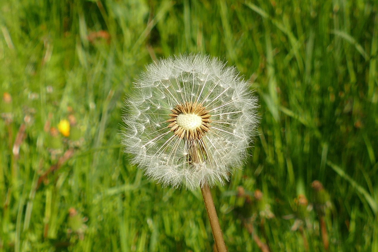 ディプティック「フルールドゥポー オーデパルファン」に似てる香水5選