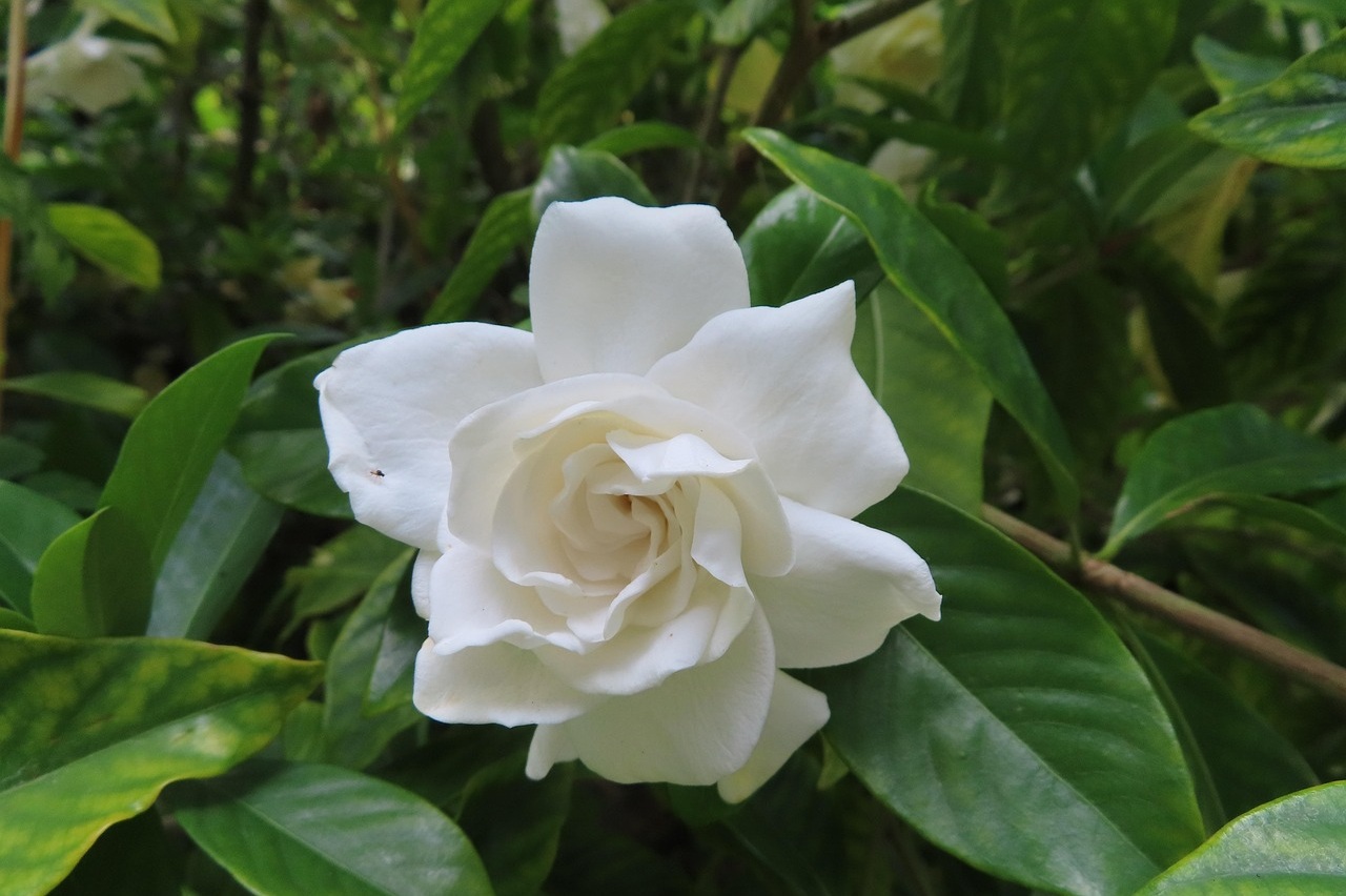 フローラ ゴージャス ガーデニア オードパルファムに似てる香水