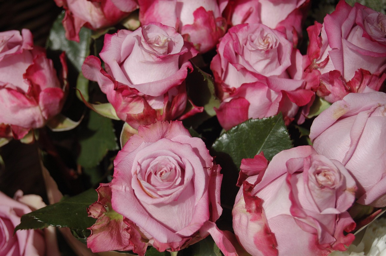 ルイ・ヴィトン「ローズ・デ・ヴァン」に似てる香水5選